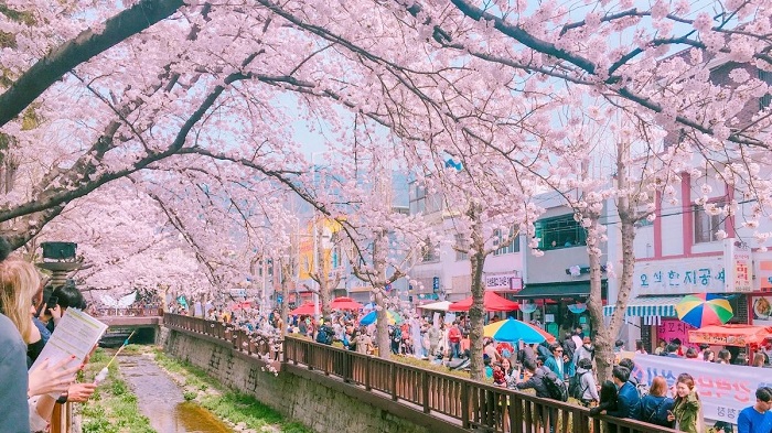Du lịch mùa xuân Hàn Quốc - cảm nhận sự khác biệt